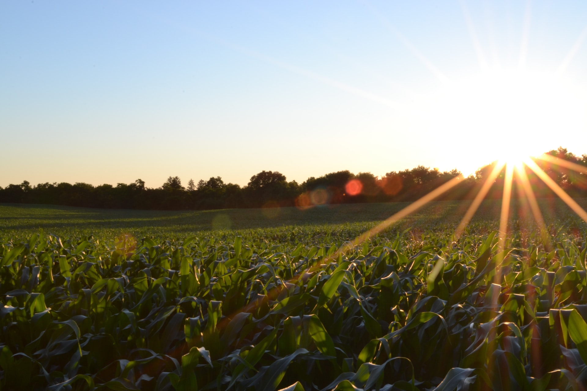 Imagine Agricultura