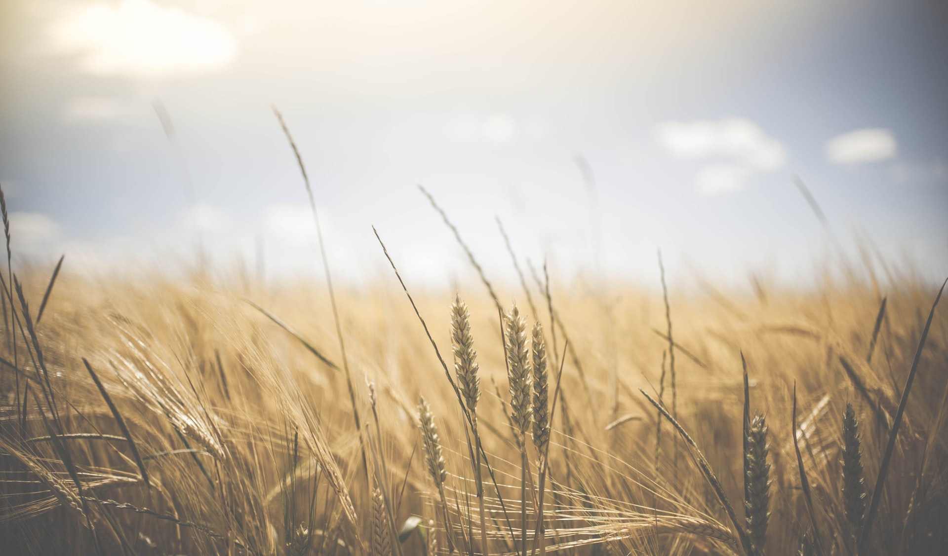 Imagine Agricultura